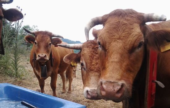 campagna allevamento Natura Carne filiera 3 522f1612 - Meraviglie di Calabria - 3