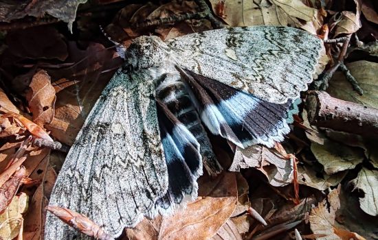 parco nazionale del pollino specie impollinatrici 52e76d12 - Meraviglie di Calabria - 1