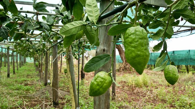 Raccolta del cedro, la riviera celebra il suo simbolo