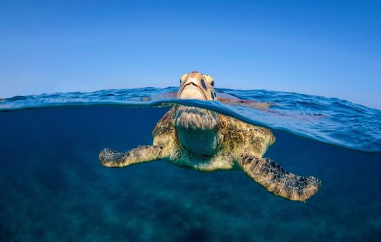 caretta caretta 1 53fba9ac - Meraviglie di Calabria - 1