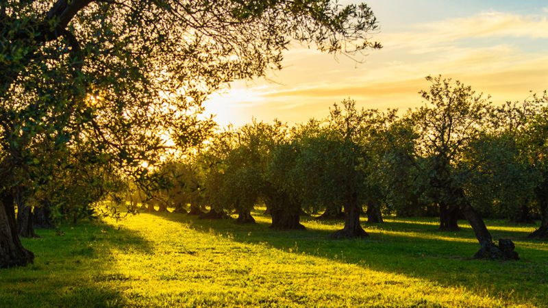 Territori ad alta vocazione olivicola 54c3eeea - Concorso nazionale “Ercole Olivario” 2024, l’olio di Calabria brilla - 1 Concorso nazionale “Ercole Olivario” 2024, l’olio di Calabria brilla