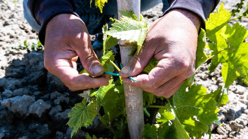 Vini di Strongoli, i primi passi verso il riconoscimento della DOC