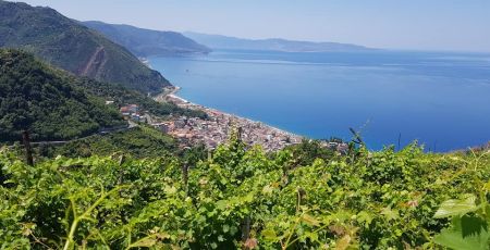 uva zibibbo bagnara 6 54e213f7 - Meraviglie di Calabria - 29