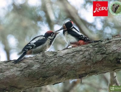 Benvenuti al Sud, i Giganti della Sila scelti da 60 specie di uccelli