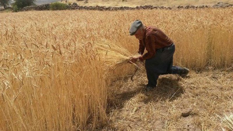 1 4 567b9587 - Grani antichi in Calabria: la storia rivive in mezzo ai campi - 1 Grani antichi in Calabria: la storia rivive in mezzo ai campi