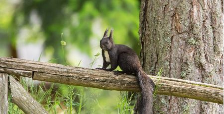 Scoiattolo nero Giganti della Sila 9 56803aed - Meraviglie di Calabria - 41