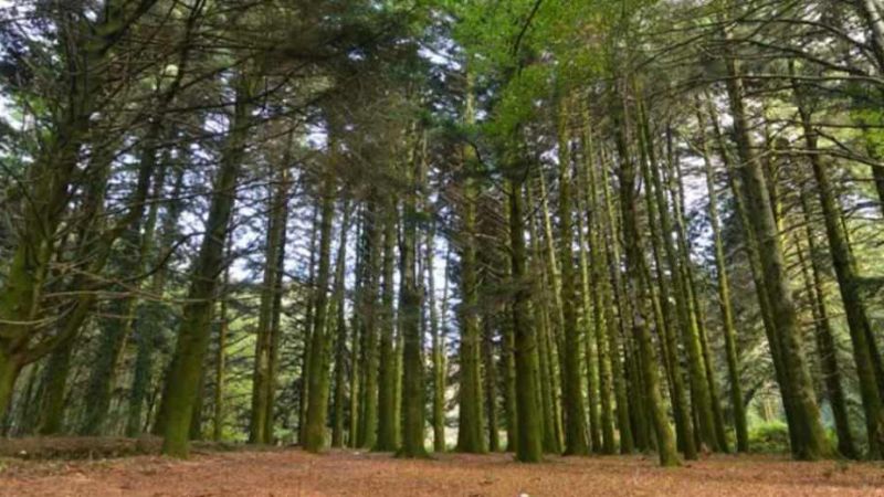 bosco copertina 56ae31bc - L'Aspromonte delle Faggete vetuste, come vivere una favola - 1 L’Aspromonte delle Faggete vetuste, come vivere una favola