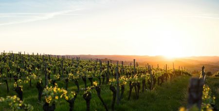 vigneto 566d1724 - Meraviglie di Calabria - 39