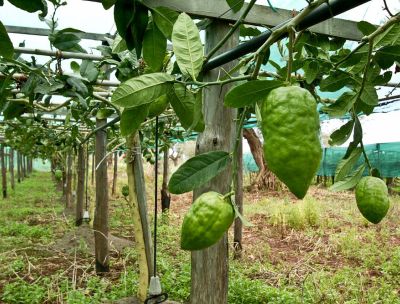 Raccolta del cedro, la riviera celebra il suo simbolo