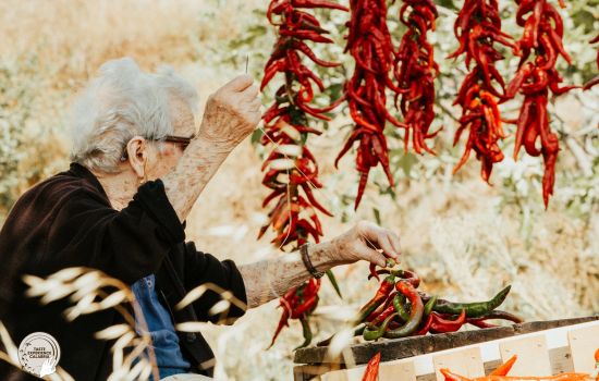 cibo peperoncini Taste Experience Calabria 1 57472c6c - Meraviglie di Calabria - 1