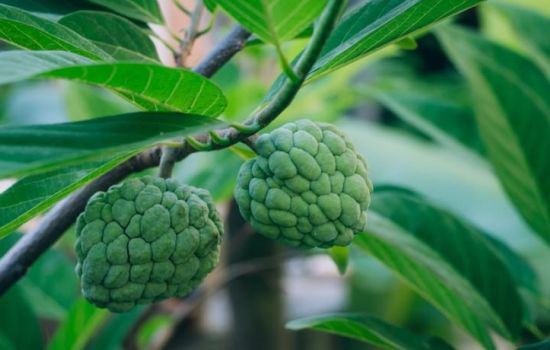 annona.jpg coperrtina verde 583a15a0 - Meraviglie di Calabria - 29