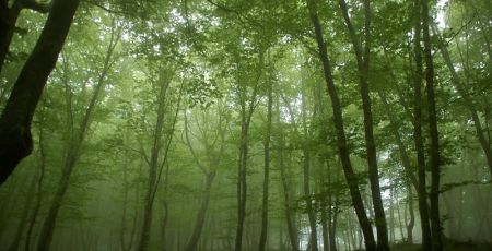bosco delle fate parco aspromonte 586cc4f8 - Meraviglie di Calabria - 23