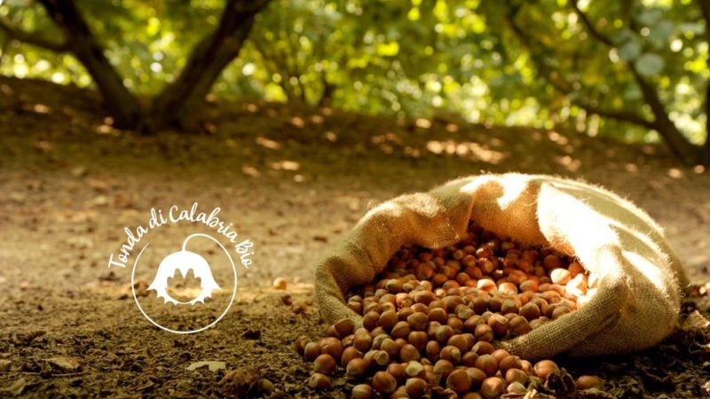 Risorsa di biodiversità, a Cardinale focus sulla Tonda di Calabria bio