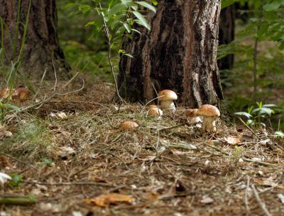 Micologi da tutta Italia nel Parco delle Serre per il Comitato dell’AMB