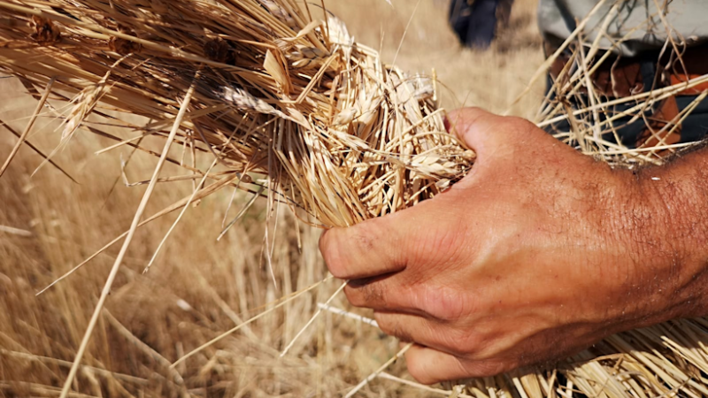 Grano Calabria 1 820 599267e6 - Il grano al centro della seconda edizione del Festival Gourmet a Botricello - 1 Il grano al centro della seconda edizione del Festival Gourmet a Botricello