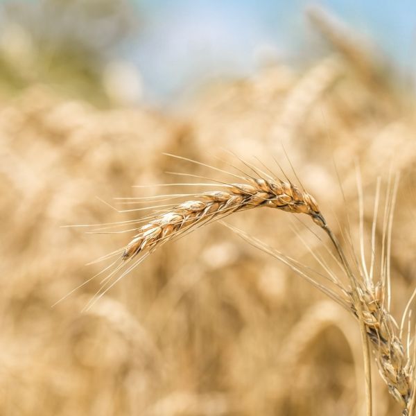 Sibari, il “Grano che unisce il Sud” al Parco Archeologico