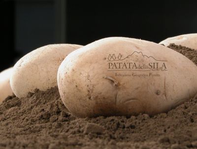 Patata della Sila IGP: un tesoro sottoterra