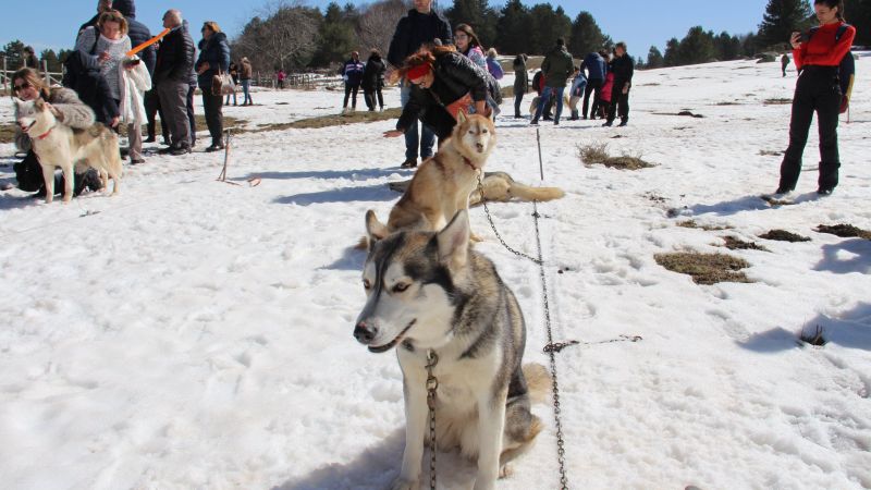Lo sleddog in Sila, in TV la gara di cani da slitta più a sud d’Europa