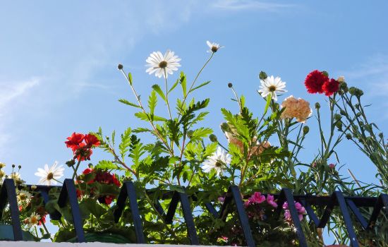 fiori primavera 1 5aa79374 - Meraviglie di Calabria - 7