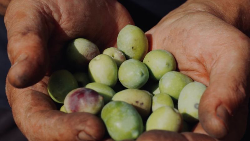 2 Olive raccolta 5b00e7eb - Perché è come il pane, e in casa non deve mai mancare - 1 Perché è come il pane, e in casa non deve mai mancare