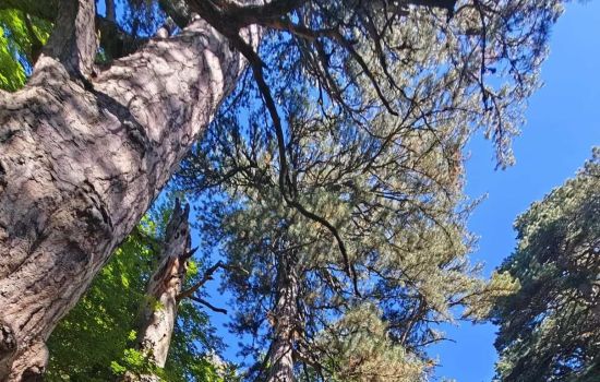 Giganti della Sila 4 e1773147869102 5bbf7592 - Meraviglie di Calabria - 1