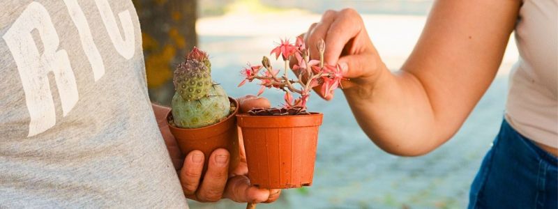 L’esperimento di rigenerazione di “Brognaturo Borgo Fiorito”