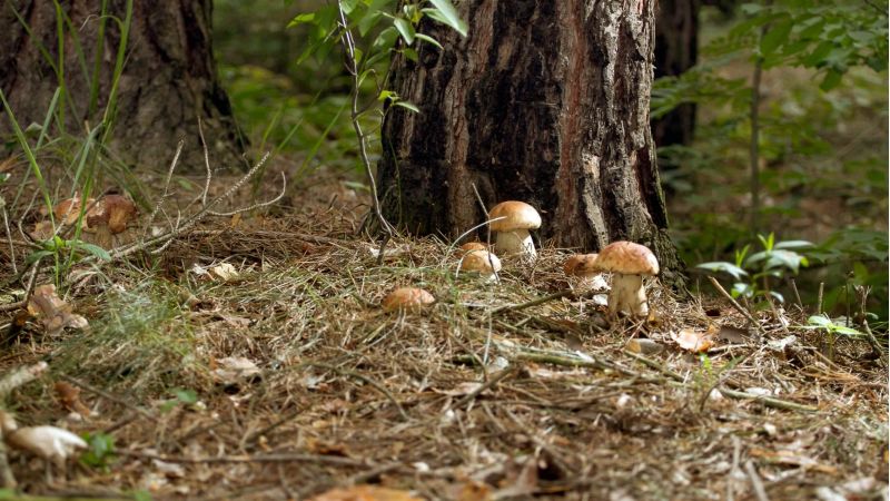 Funghi porcini 1 scaled 5dc90931 - Micologi da tutta Italia nel Parco delle Serre per il Comitato dell’AMB - 1 Micologi da tutta Italia nel Parco delle Serre per il Comitato dell’AMB