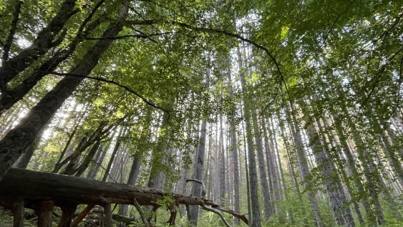 Giganti della Sila, un’estate da tutto esaurito: ecco gli eventi di settembre
