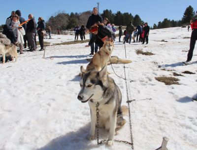 Lo sleddog in Sila, in TV la gara di cani da slitta più a sud d’Europa