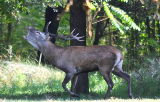 Cervus_elaphus_italicus_roaring