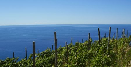 vitigno eroico 5f3cf979 - Meraviglie di Calabria - 13