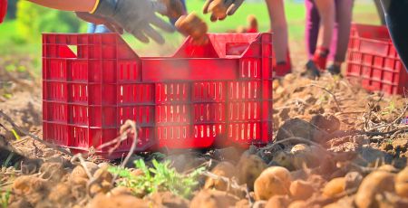 Campo patate 2 6017e26b - Meraviglie di Calabria - 1