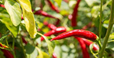 Peperoncino 1 60365a2f - Meraviglie di Calabria - 31