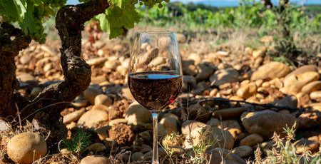 vigna paola vino
