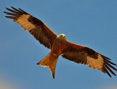 Aspromonte e Murgia Materana, il patto tra Parchi per il nibbio reale