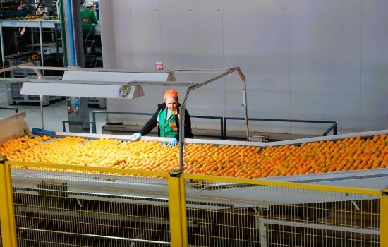 Clementine consorzio 61912d58 - Meraviglie di Calabria - 3