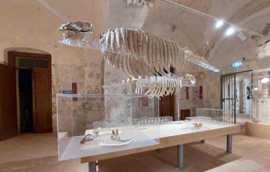 Museo del mare e1679666321688 61fc3f13 - Meraviglie di Calabria - 27