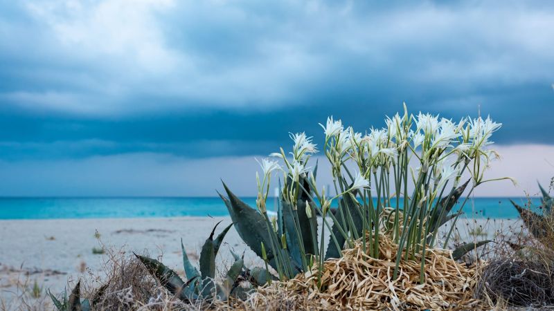 gigli di mare 61ea3ffc - Ambiente, la Calabria guida la Settimana Verde con 36 iniziative - 1 Ambiente, la Calabria guida la Settimana Verde con 36 iniziative