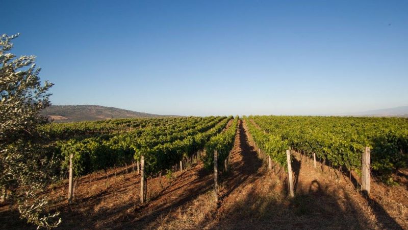 Vini top, i “Cinque Grappoli” di Bibenda 2026 a sei vini calabresi