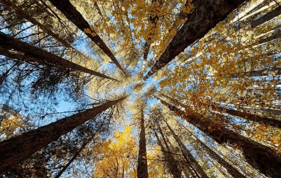 Giganti della sila 62154c33 - Meraviglie di Calabria - 1