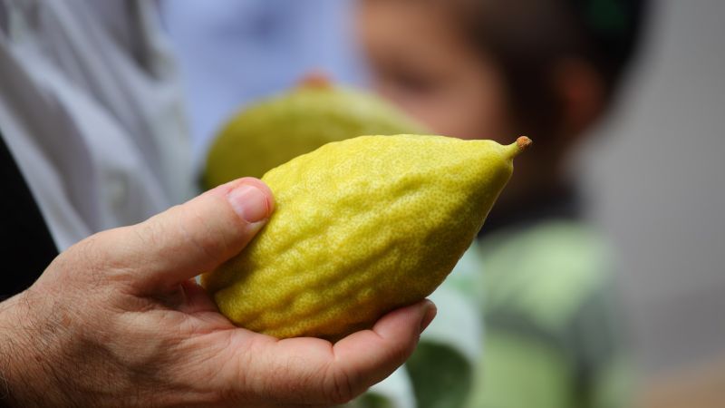 Riviera dei Cedri, parte “La Primavera dei Cedri” per valorizzare la DOP