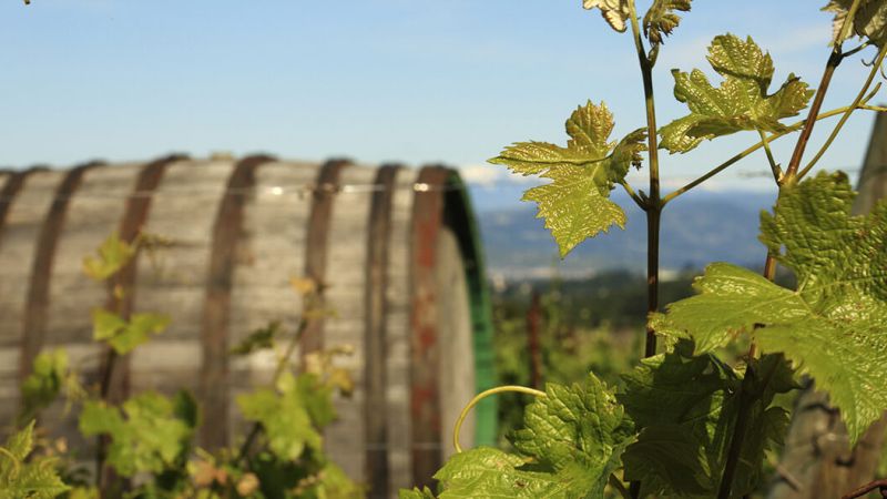 1H4A2671 e1716540253852 6378b115 - Enoturismo, “Cantine aperte” arriva anche in Calabria – GLI EVENTI - 1 Enoturismo, “Cantine aperte” arriva anche in Calabria – GLI EVENTI