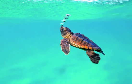 Caretta 7 tartarughino che nuota edit 638c01dc - Meraviglie di Calabria - 7