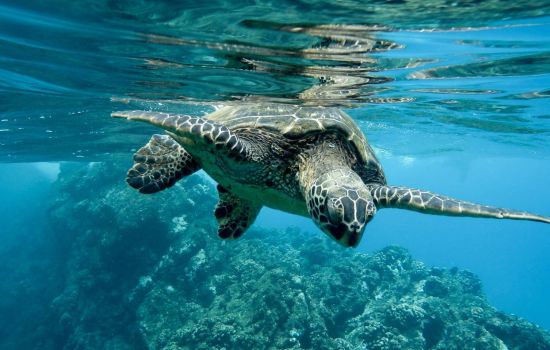 Caretta caretta cover 63023c50 - Meraviglie di Calabria - 1