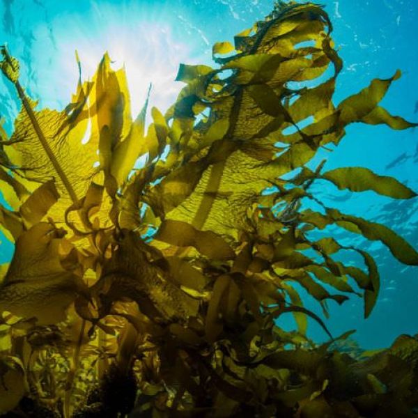 Scilla: oasi per un’alga millenaria che resiste solo nello Stretto e a Gibilterra [VIDEO]