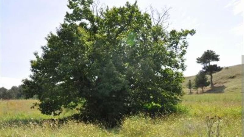 castagno ritoccato 649f277a - Alberi come monumenti: c'è anche il Castagno di San Francesco da Paola - 1 Alberi come monumenti: c’è anche il Castagno di San Francesco da Paola