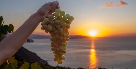 uva grappolo tramonto a 64b555ca - Meraviglie di Calabria - 7