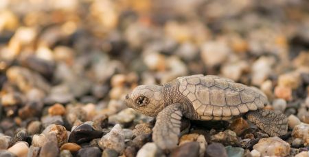 caretta
