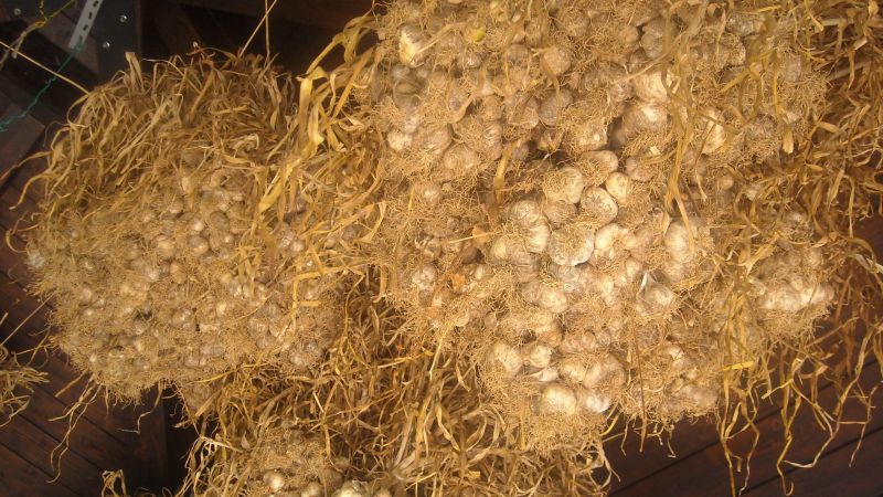 AGLIO DI LAINO BORGO DOPO LA RACCOLTA APPESO SOTTO UNA TETTOIA scaled 66e6d176 - La biodiversità dell’aglio di Laino Borgo: una risorsa per lo sviluppo - 1 La biodiversità dell’aglio di Laino Borgo: una risorsa per lo sviluppo