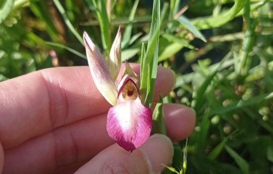Ferruzzano BioBliz orchidea %C2%A9 Giuliana Mazzacuva a 66a2460b - Meraviglie di Calabria - 1